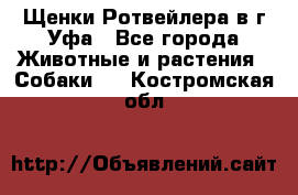 Щенки Ротвейлера в г.Уфа - Все города Животные и растения » Собаки   . Костромская обл.
